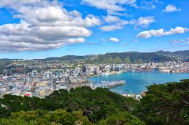 Image result for Oldenlandia verrucitesta