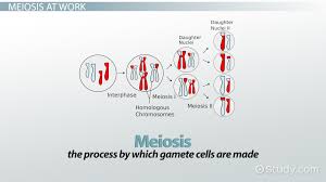 Mitosis and meiosis, which are both forms of division of the nucleus in eukaryotic cells, share some similarities, but also exhibit distinct differences that the nuclei resulting from a mitotic division are genetically identical to the original. Genetic Crossing Over Definition Concept Video Lesson Transcript Study Com