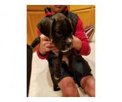 Puppies have been flead and wormed from birth up to date. Boxer Puppies For Sale In Las Vegas Nevada Puppies For Sale Near Me