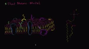 Check spelling or type a new query. Cell Structure And Function Ap College Biology Science Khan Academy