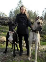 We are a small hobby farm located in indiana who specialize in raising, breeding, and loving the great dane breed. Great Dane Puppies Ready Now Huge Harlequin Male Available For Sale In Redding California Classified Americanlisted Com
