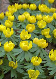 Pin On Eranthis Winter Aconite
