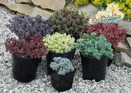 It produces clusters of pink blooms in late summer and makes a wonderful border plant in rock gardens and along. Sunsparkler Sedums å¸–å­ Facebook