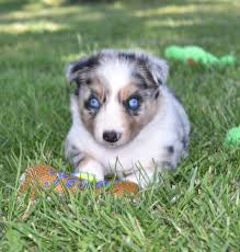 Black And Brown Border Collie Puppy Stunning Blue Eye Blue Merle Border Collie Puppy 2j2kbordercollies Com Border Collie Puppies Collie Puppies Border Collie