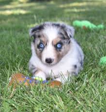 She comes from a long line of proven working dogs and she is extremely smart. Stunning Blue Eye Blue Merle Border Collie Puppy 2j2kbordercollies Com Border Collie Puppies Collie Puppies Dog Lovers