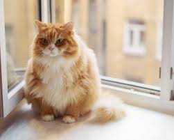 Kedi Diyetiyle Ilgili Bilmeniz Gerekenler Kedi Diyet