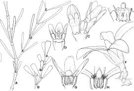 Image result for Secamone