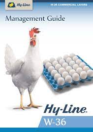 Hy Line W 36 The World S Most Efficient Egg Layer
