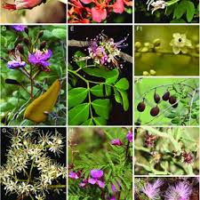 Image result for Adenopodia schlechteri