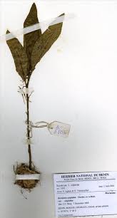 Image result for Dorstenia cuspidata