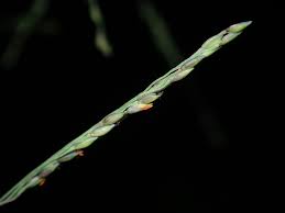 Image result for Panicum novemnerve