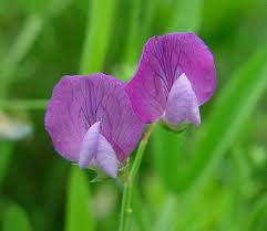 Image result for Lathyrus hirsutus