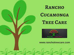 Rancho Tree Care Offers Affordable Tree Services Such As Tree Removal Tree Trimming And More In Upland Montclair Fonta Tree Care Tree Service Tree Trimming