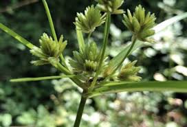 Image result for Eragrostis congesta