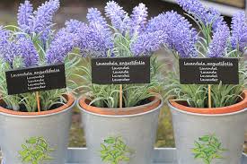 Then take one branch of the lavender, pinching it with your fingers, move down the stem, and let the seed fall on top of the soil. How To Grow Lavender Care Tips For Growing Lavender Plant