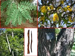 Image result for Cassia angolensis