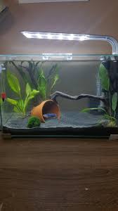 Pin By Mandy Snell On Fishy Fishy In 2020 Tropical Fish Tanks Cool Fish Tank Decorations Small Fish Tanks