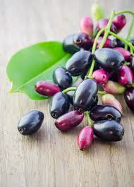 Image result for Syzygium cumini