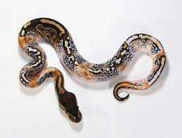 Axanthic Calico Pied Ball Python Pretty Snakes Ball Python Morphs Pet Snake