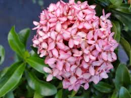 Image result for Ixora praetermissa