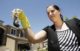 Vole infestation has North Salt Lake residents concerned