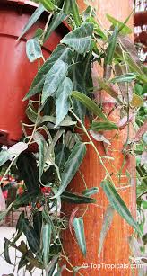 Image result for Cissus