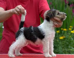 Image result for foxterier drsnosrstý