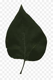 Check spelling or type a new query. Daun Daun Linden Pohon Tanaman Png Pngwing