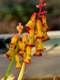 Rare flowers from warm climate. South African Bulb Varieties Growing South African Flower Bulbs