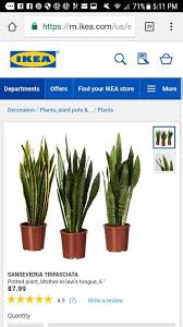 Pin By Alyssa Shelley On Ikea Sansevieria Trifasciata Plants Sansevieria