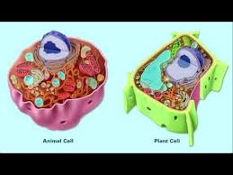 Never put pesticides in an unlabelled bottle or food container. Plant Cell And Animal Cell Youtube