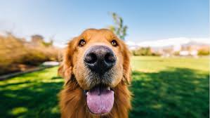 Nasal discharge is the most common clinical sign of a nasal tumor. Why Is My Dog S Nose Crusty And Changing Color Petplace
