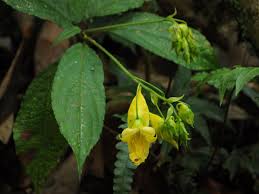 Image result for Balsaminaceae