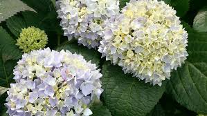 Schneeballhortensien blühen wie rispenhortensien im frühjahr am neuen holz und brauchen deshalb einen starken rückschnitt. Hortensie Hydrangea Macrophylla Endless Summer Hauenstein Ag