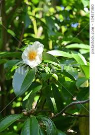Image result for Theaceae