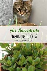 Are Succulents Poisonous To Cats How To Keep Cats Away From Your Plants Plants That Repel Cats Keep Cats Away Cat Plants