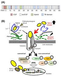 Ijms Free Full Text Tgf B Signaling Related Genes And Thoracic Aortic Aneurysms And Dissections Html