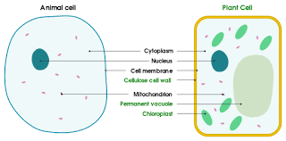 Cell Membrane Definition Function Structure Animal Plant Cell In 2020 Plant Cell Animal Cell Cell Membrane