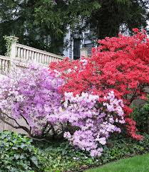 The T Cozy Azaleas Garden Azalea Bush Trees To Plant