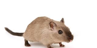 There are some techniques which bring better results than others (and take more time) like everything in this world, you need to be properly informed about your options with their pros and cons and then pick the most suitable thing for yourself. Do It Yourself Pest Control Worth It Problem Solved Pest Control