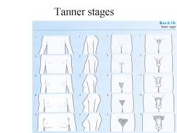 tanner stages charts slide 19 of 27 family nurse