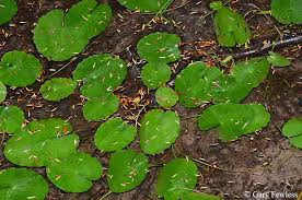 Image result for Nymphoides milnei