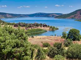 Image result for Selago lacunosa