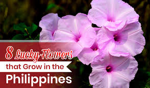 The scent is believed to attract money and abundance, and is adored by small creatures for its plentiful nectar. 8 Lucky Flowers That Grow In The Philippines Blog Flower Patch Online Flower Delivery Phillippines