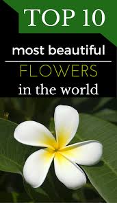 This flower is mainly white in color, although some yellow species are also found. Top 10 Most Beautiful Flowers In The World Getgardentips Com