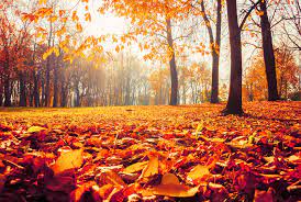 Colors of autumn bbc