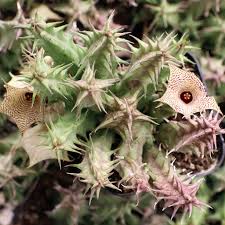 Image result for Huernia