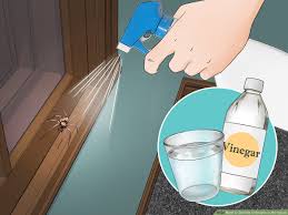 How long does vinegar take to kill weeds? How To Get Rid Of Spiders In The House 11 Steps With Pictures