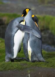 Animal Love Valentine S Day Lovebirds In Displays Of Affection Penguins Animals Cute Animals