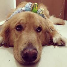 Kopekler Arasinda Belki De En Oyuncu Olani Golden Retrieverlarin En Sevimli Halleri Iyi Hisset